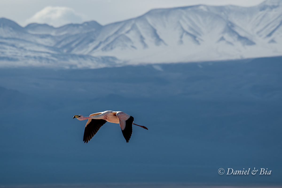 Atacama
