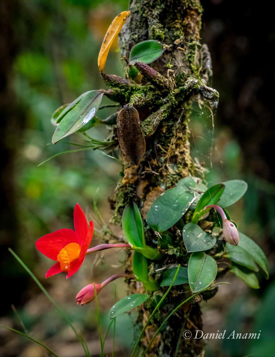 Flor vermelhinha. Trilha da Serra do Garrafão, Itamonte. 08/08/2015. Foto Daniel Anami.