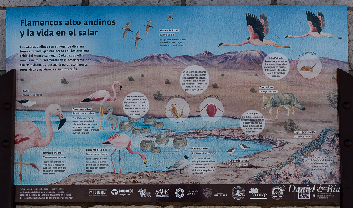 Laguna Chaxa, San Pedro do Atacama, Chile, 17/08/2026. Foto Daniel e Bia.
