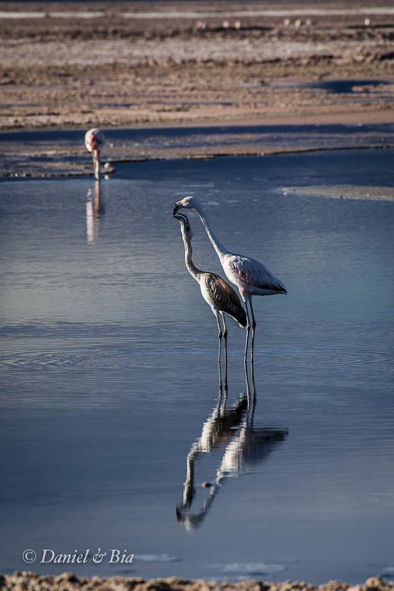 Laguna Chaxa, San Pedro do Atacama, Chile, 17/08/2026. Foto Daniel e Bia.