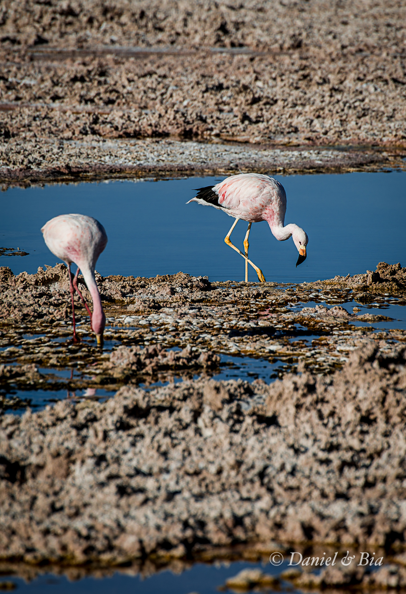Laguna Chaxa, San Pedro do Atacama, Chile, 17/08/2026. Foto Daniel e Bia.