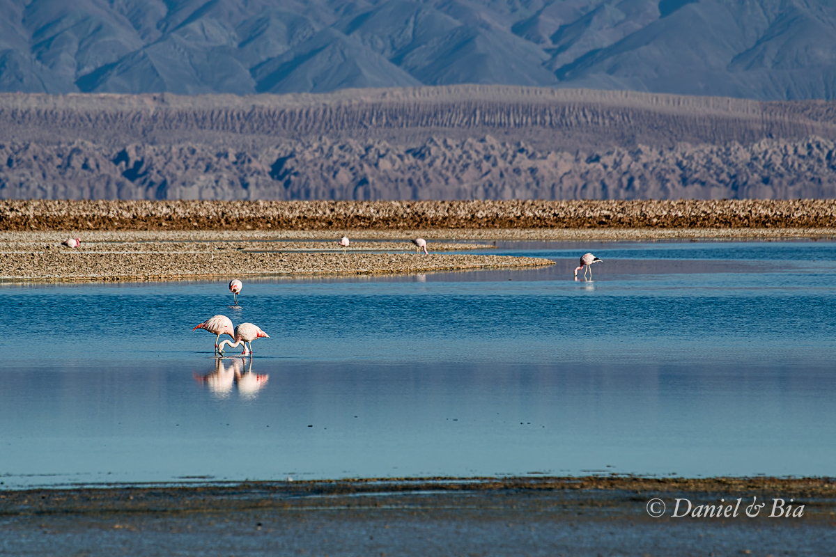 Laguna Chaxa, San Pedro do Atacama, Chile, 17/08/2026. Foto Daniel e Bia.