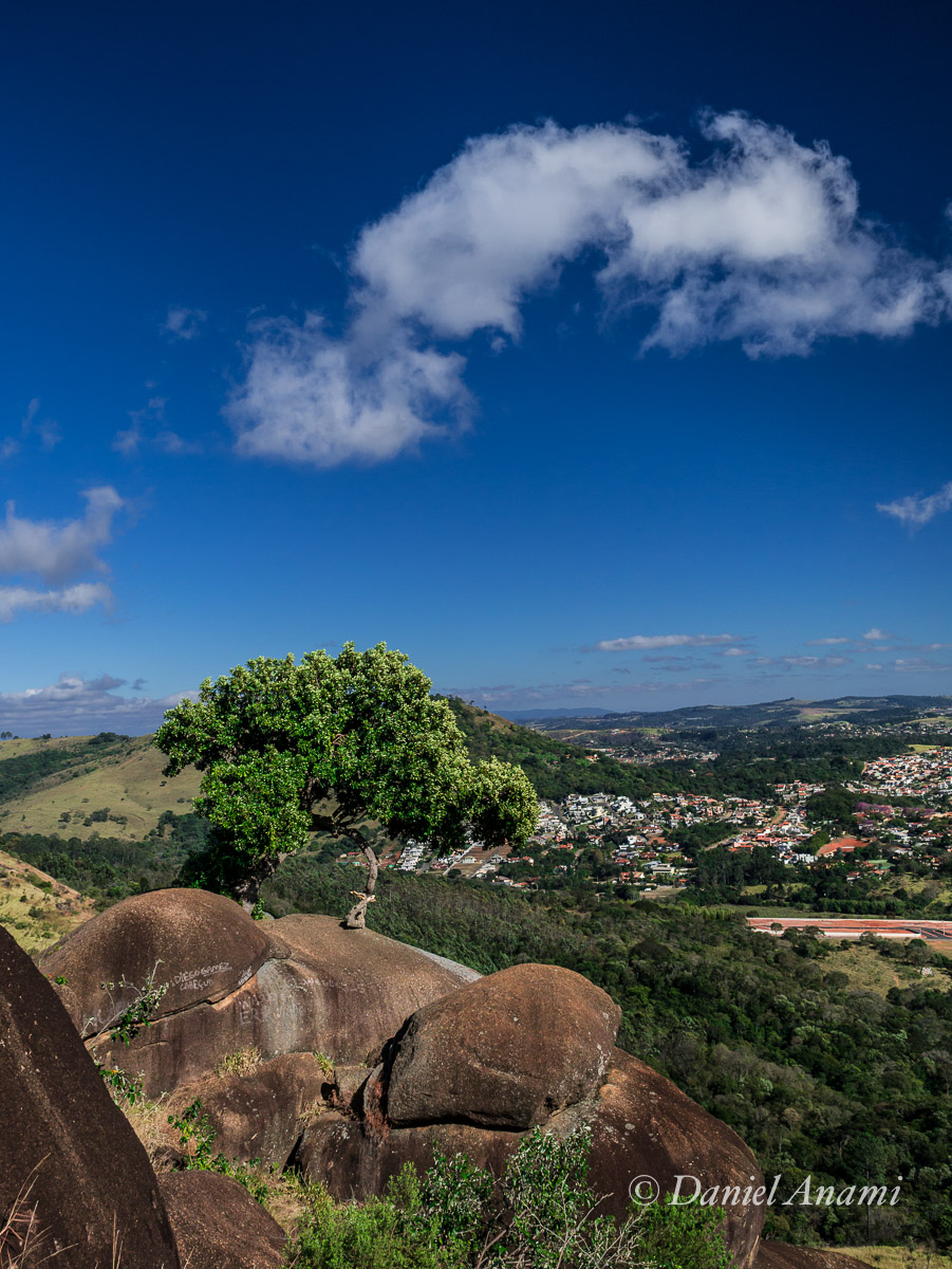 Árvore improvável na trilha da Pedra Grande, Atibaia, 12/07/14. Foto Daniel Anami.