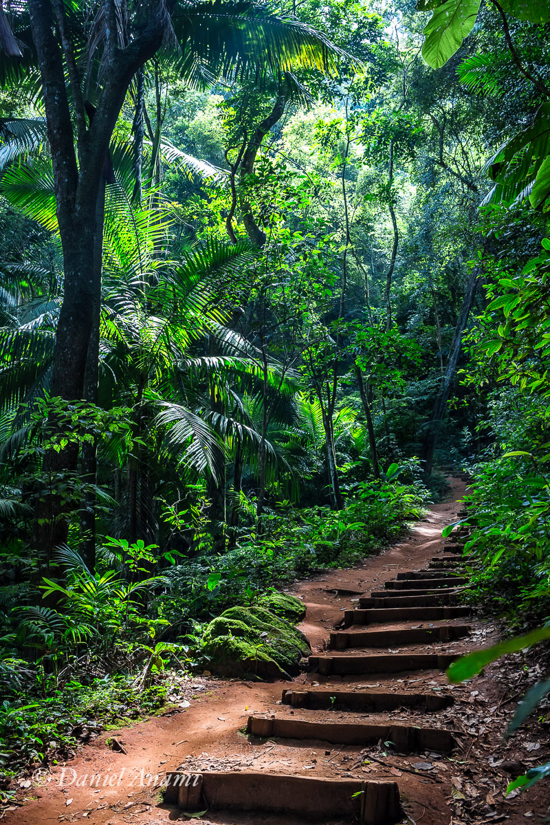 Vá para a luz, meu filho... Trilha do Pai Zé, Parque Estadual do Jaraguá, 16/04/2017. Foto Daniel Anami.
