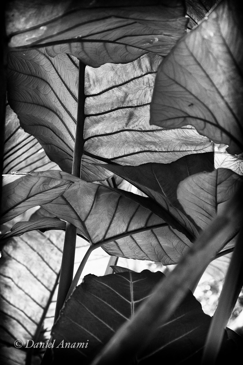 Sistema viário da folhagem no Parque da Aclimação, 12/02/2013. Foto Daniel Anami.