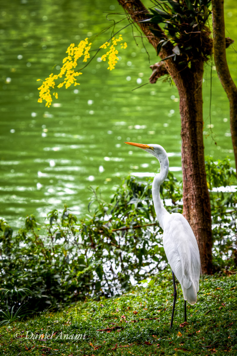 Branca de neve procura anões no zoológico de São Paulo, São Paulo, 02/01/14. Foto Daniel Anami.