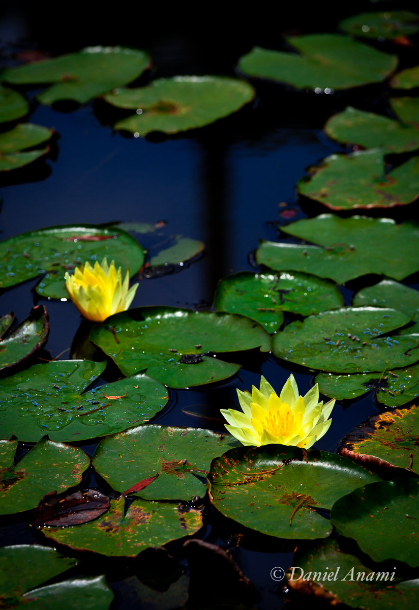 Jardim Botânico de São Paulo, 15/06/2019. Foto Daniel Anami.