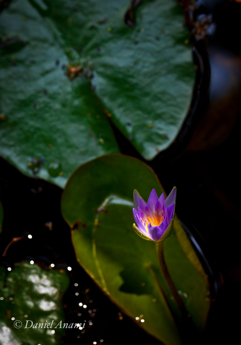 Luzes florescem no Jardim Botânico de São Paulo, São Paulo, 04/01/14. Foto Daniel Anami.