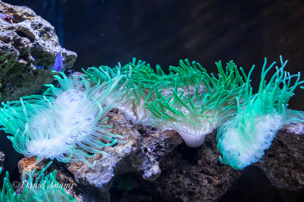 Momento hipnose... Aquário de São Paulo, 02/01/2017. Foto Daniel Anami.