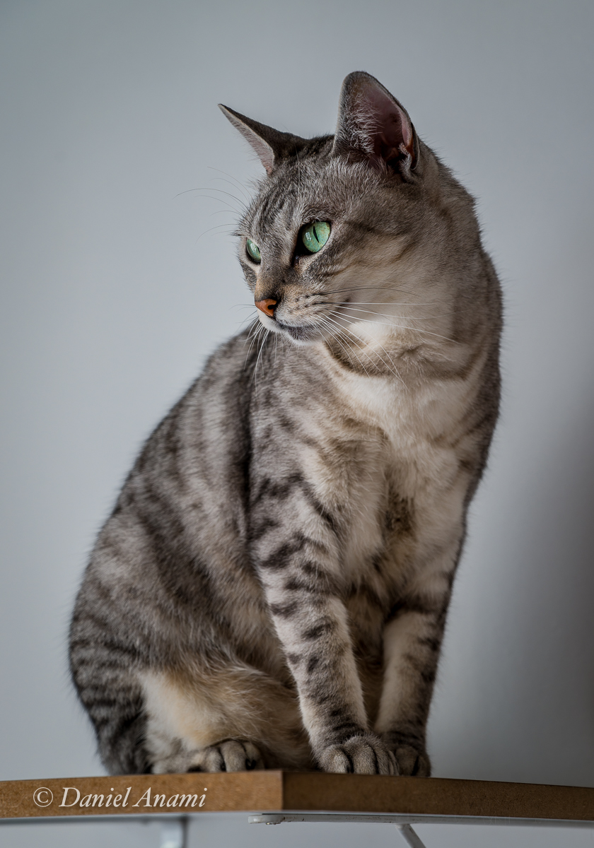 Kayla, São Bernardo do Campo, SP, 11/12/2022. Foto Daniel Anami.