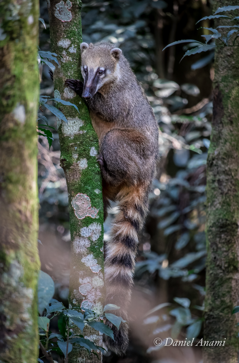 Quati, Trilha do Pai Zé, Jaraguá, Paulo, SP. 27/07/2024. Foto Daniel Anami.