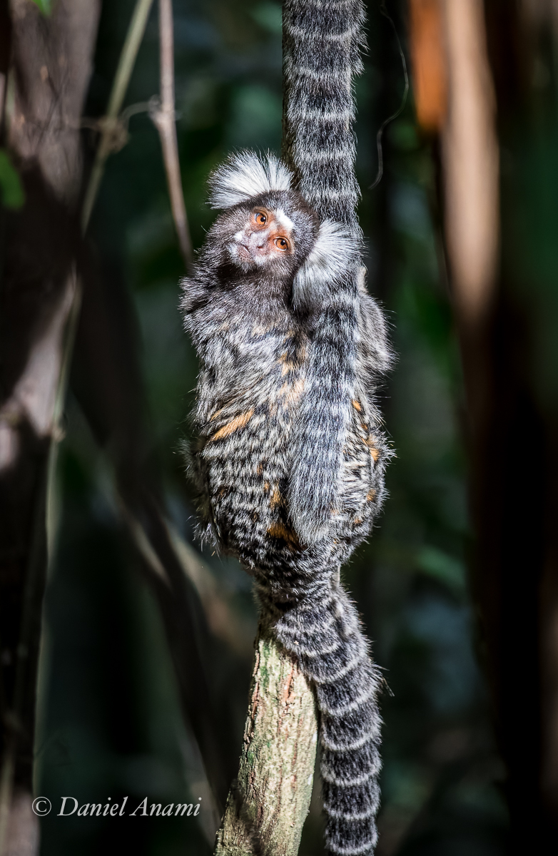 Sagui de Tufo Branco, Trilha do Pai Zé, Jaraguá, Paulo, SP. 27/07/2024. Foto Daniel Anami.