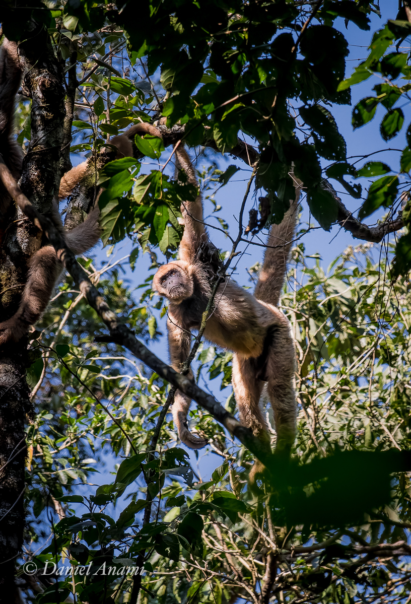 Macaco Muriqui, Trilha do Mirante, São Francisco Xavier, SP. 17/08/2024. Foto Daniel Anami.