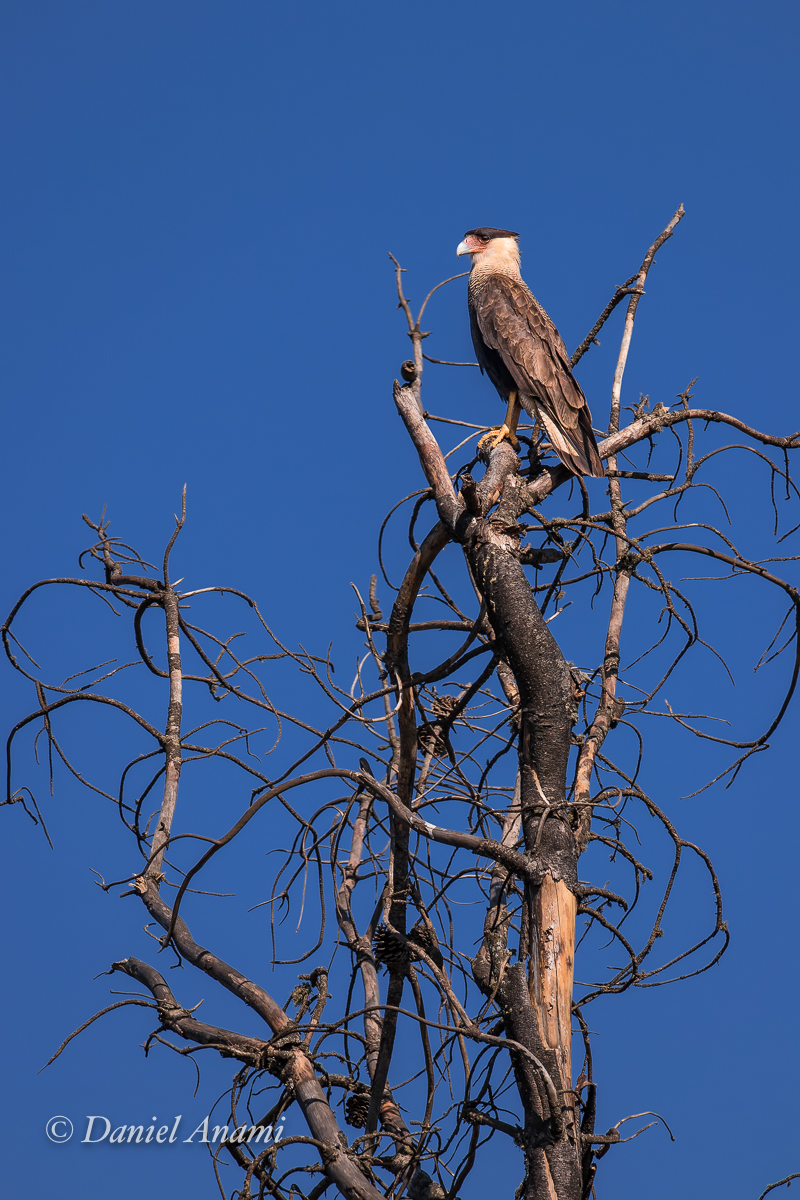 Carcará, Trilha do Mirante, São Francisco Xavier, SP. 17/08/2024. Foto Daniel Anami.