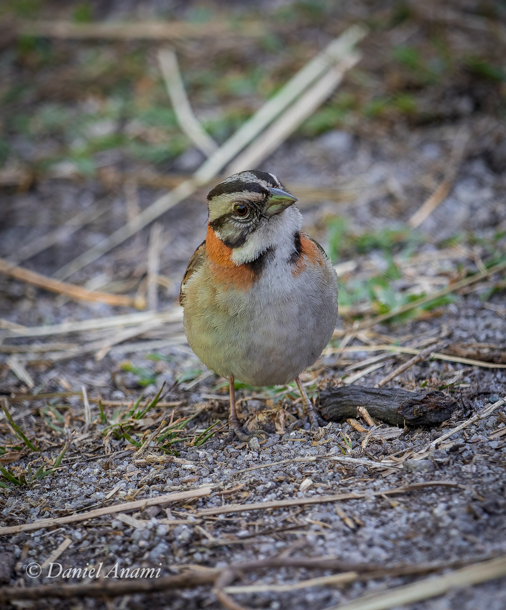 Tico-tico, Itaguaré, Cruzeiro, São Paulo, 17/08/2024. Foto Daniel Anami.