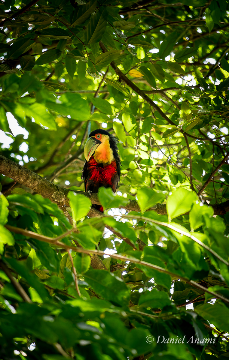 Tucano do Bico Verde, Parque Chácara Silvestre, São Bernardo do Campo, SP, 25/01/2025. Foto Daniel Anami.
