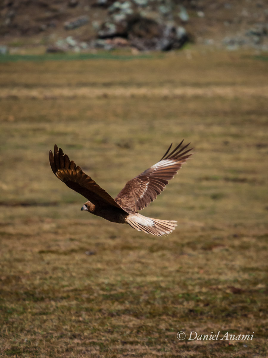 Repara na cara da ave não gostando nada de ser pega no vôo... Tuctuc Pampa (ave de rapina), Peru, 19/08/2013. Foto Daniel Anami.