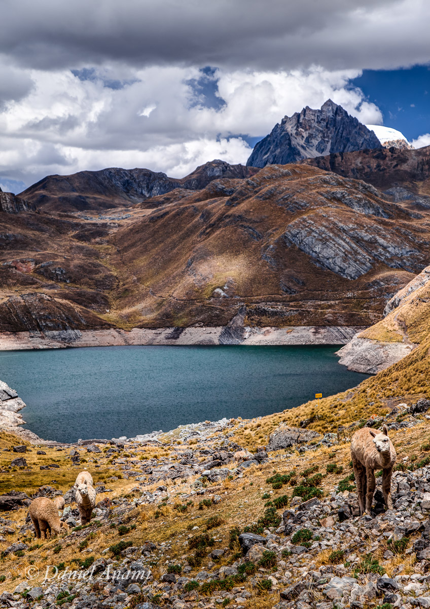 Olá Terráqueos, vicunhas da lagoa Viconga (4.453m) 22/08/2013, Peru. Foto Daniel Anami.