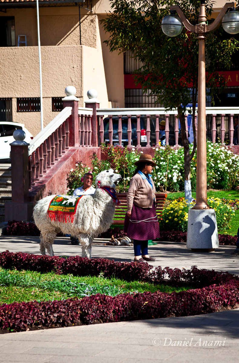 Na Plaza de Armas de Huaraz a simpática llama e sua dona caçam turistas para fotos, Peru, 14/08/2013. Foto Daniel Anami.