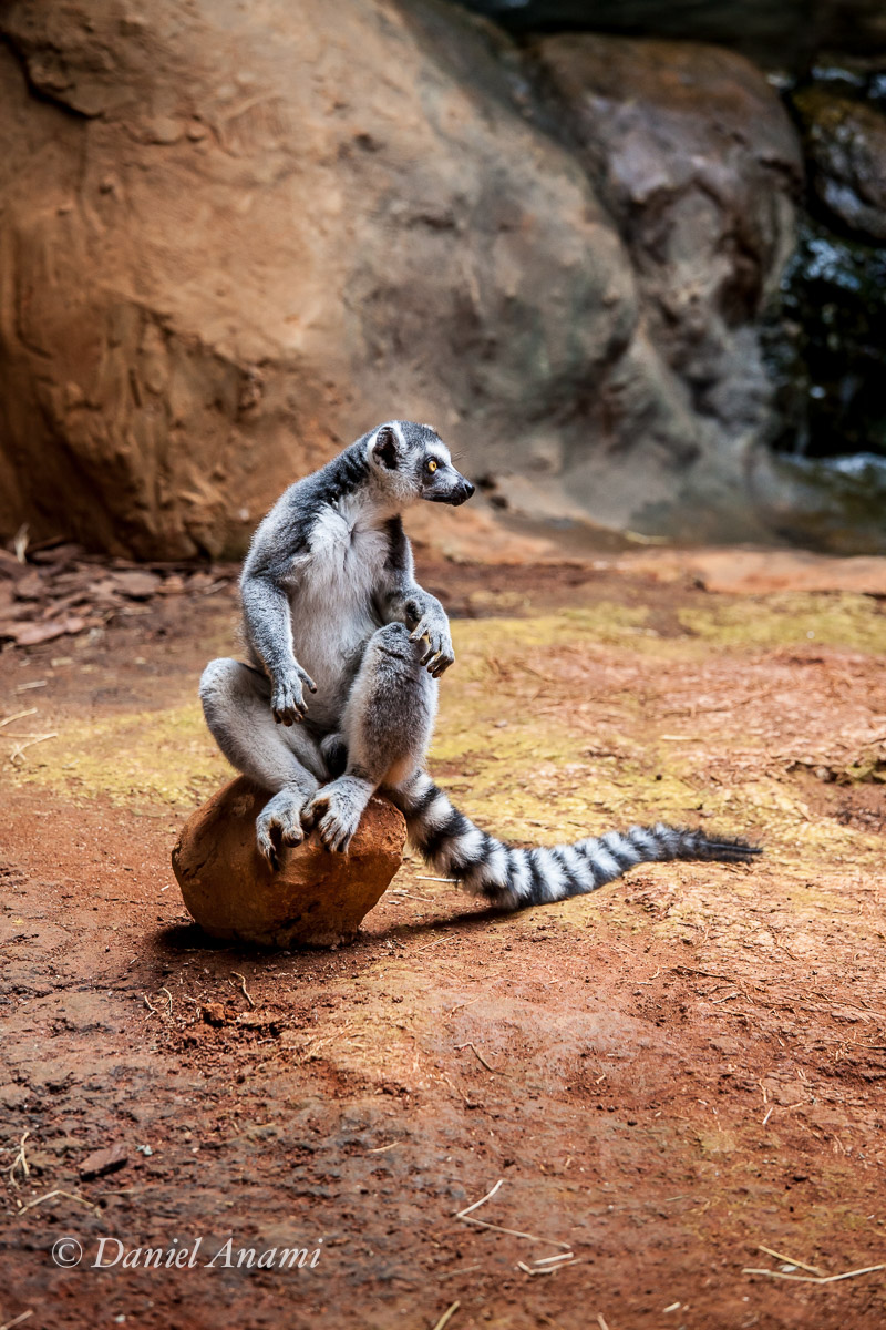 Quem tá ali? Aquário de são Paulo, 02/01/2017. Foto Daniel Anami.