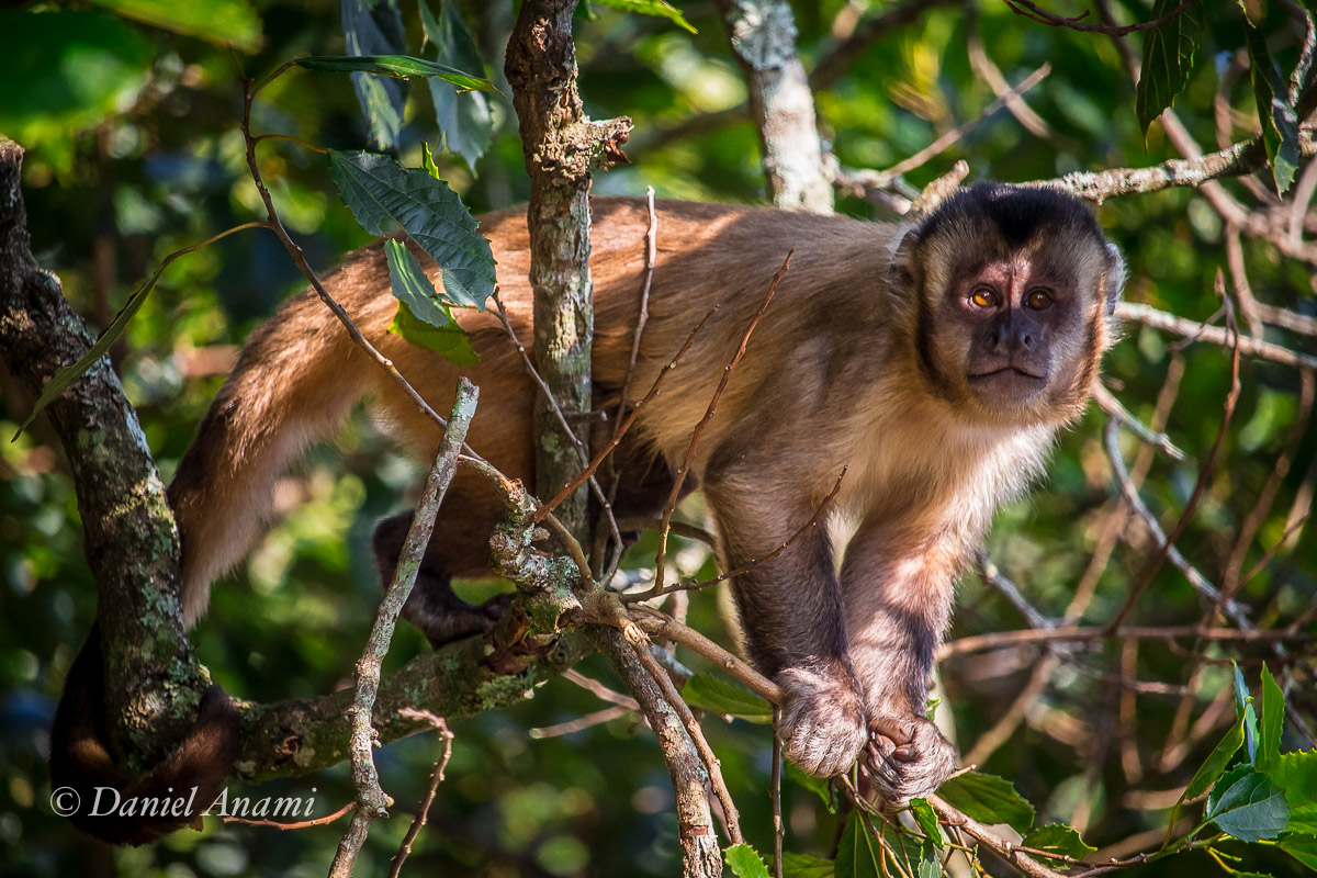 Oi. Macaco prego, Parque Estadual do Jaraguá, São Paulo, 20/05/2017. Foto Daniel Anami