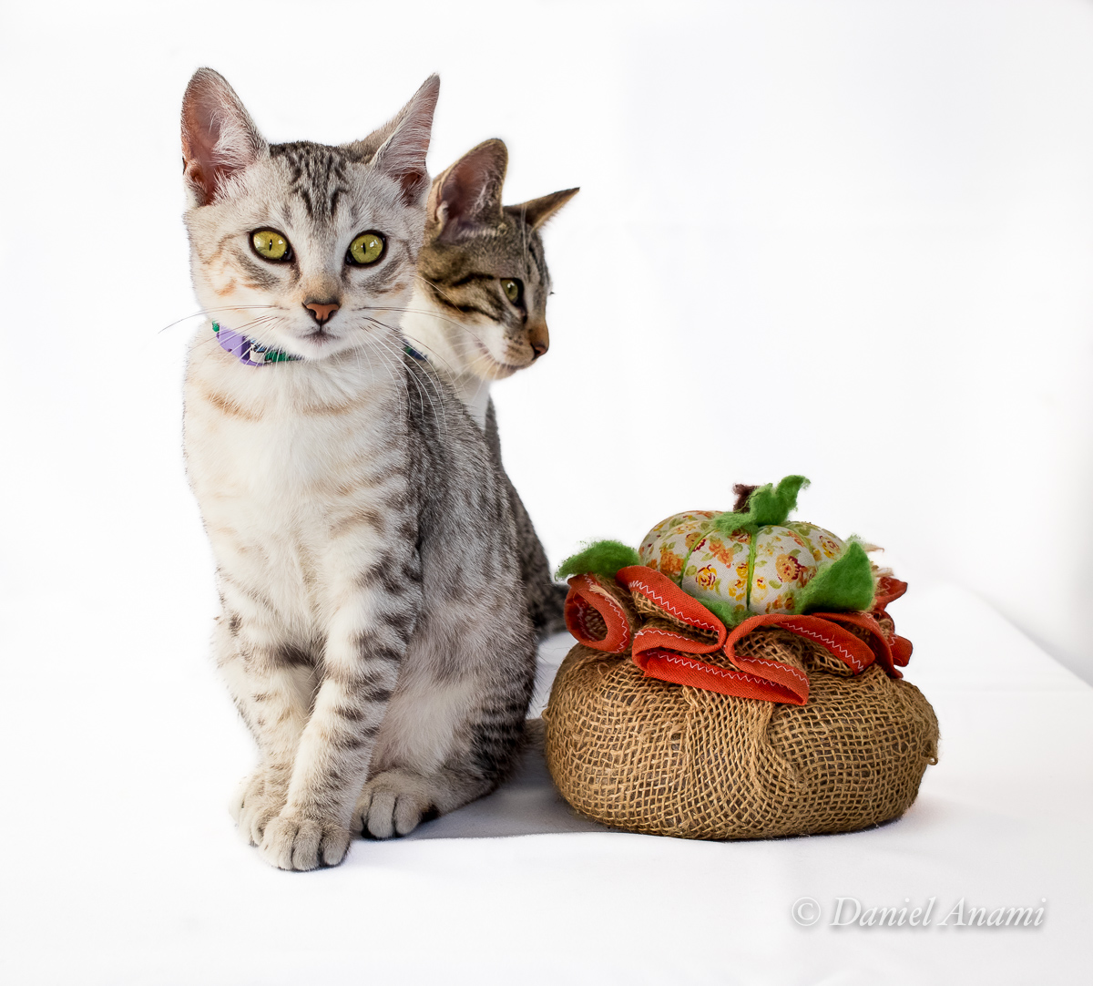Kayla e Sami, 3 meses, 30/06/2018. Foto Daniel Anami.