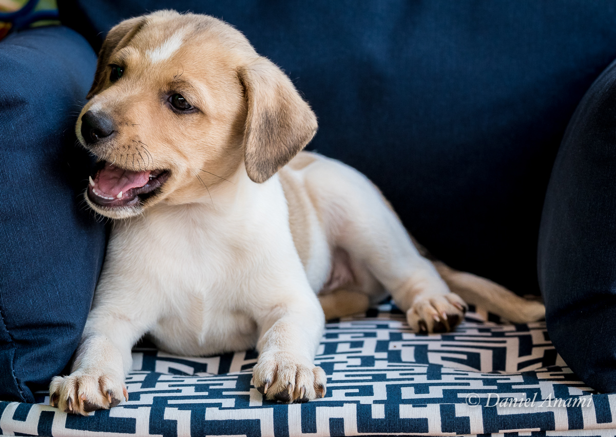 Luke, Tatuí, SP, 13/09/2020. Foto Daniel Anami.