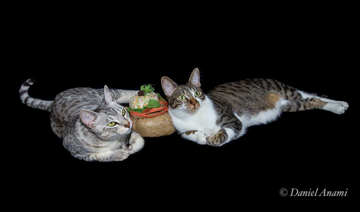 Kayla e Sami, 1 ano, 19/04/2019. Foto Daniel Anami.