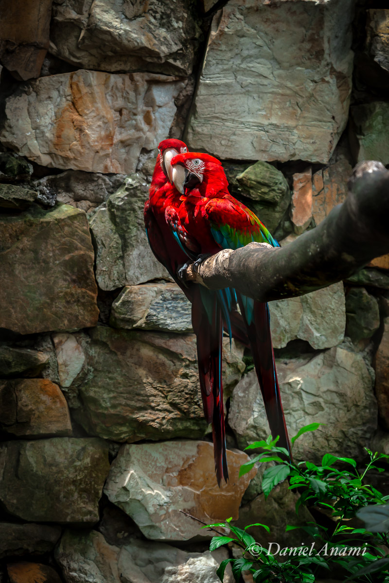 Araras vermelhas namoram no Jardim Zoológico de São Paulo, 02/01/2014. Foto Daniel Anami.