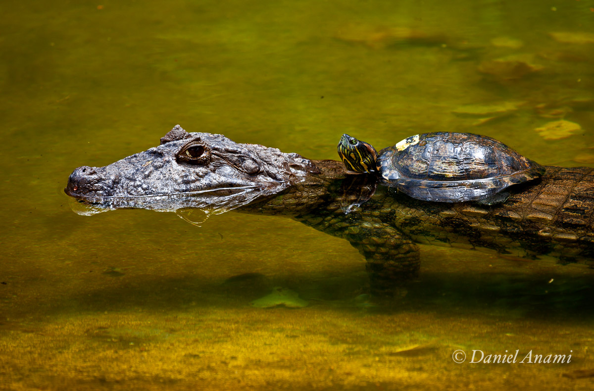 Carona mui amiga, Zoológico de São Paulo, 02/01/2014. Foto Daniel Anami.