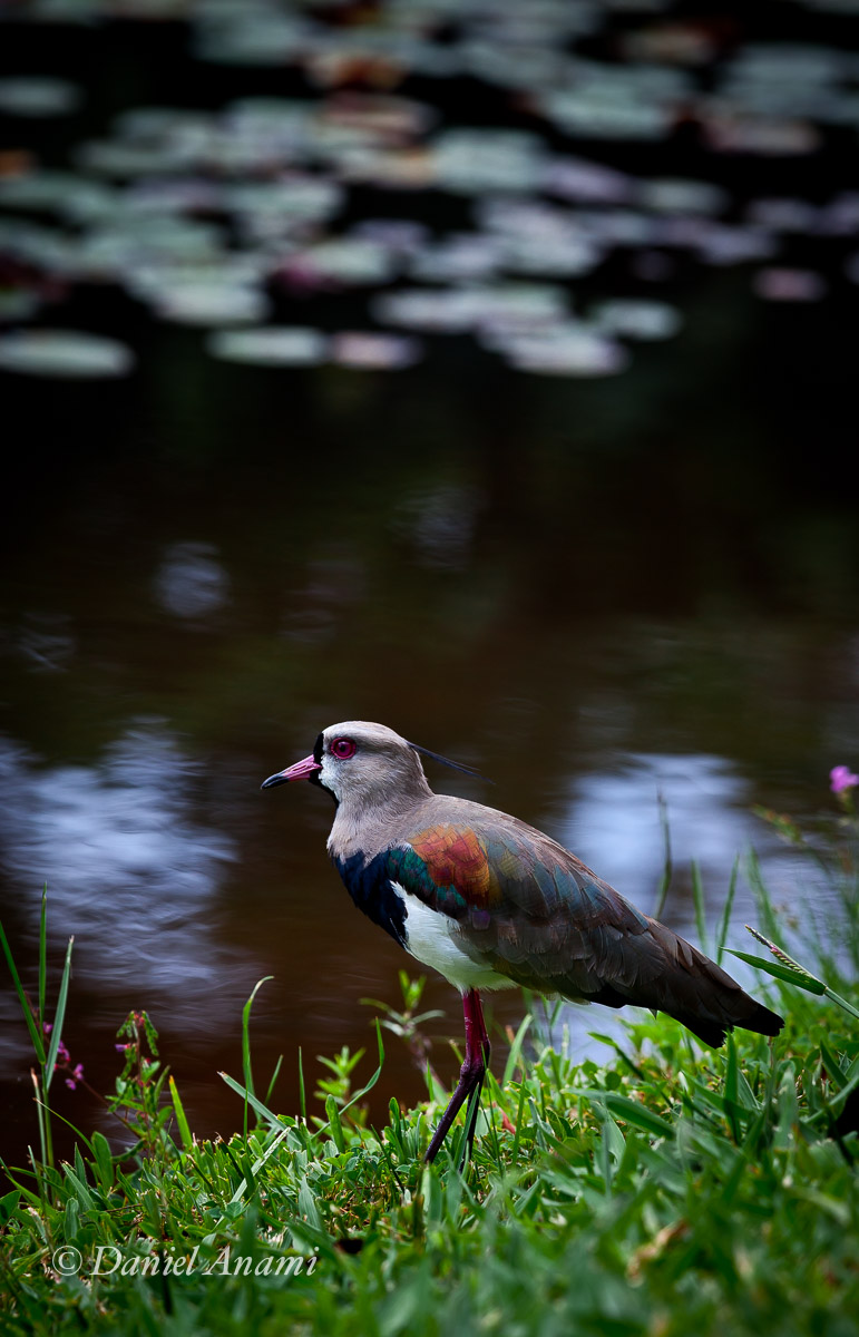 Cores multi pássaro, Jardim Botânico de São Paulo, 04/01/2014. Foto Daniel Anami.