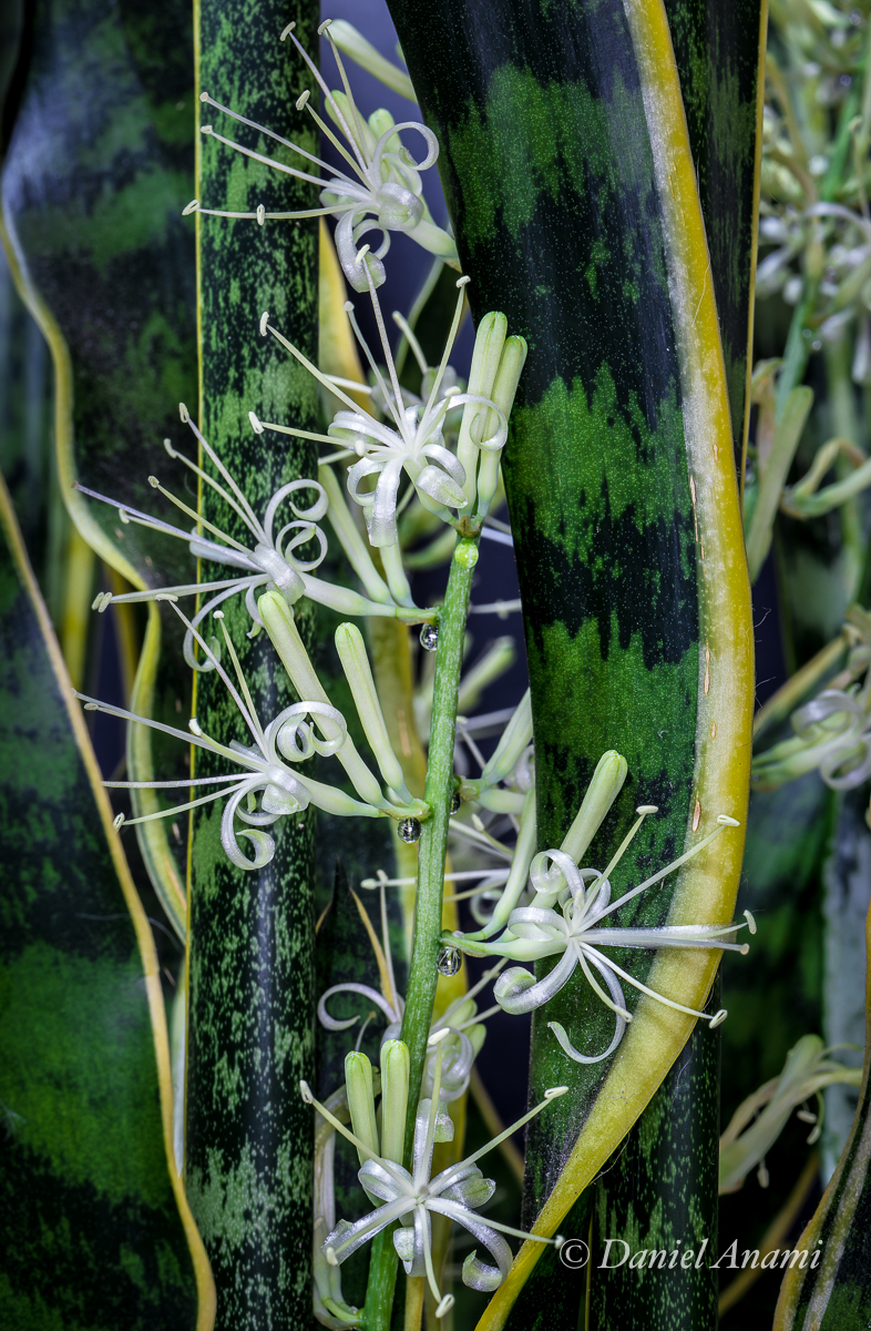 Flor da espada de São Jorge, São Bernardo do Campo. 01/01/2023. Foto Daniel Anami.