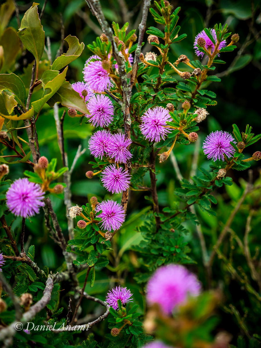 Pompons rosa para fechar o ano na trilha do Pico do Papagaio, Retiro dos Pedros, Aiuruoca, 31/12/2014. Foto Daniel Anami.