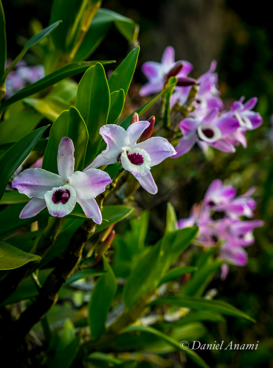 Orquídeas da Pousada Ribeirão do Ouro, Itamonte, 08/08/2015. Foto Daniel Anami.
