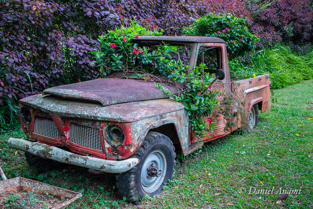 Vegetais Jovens delinquentes. Aiuruoca, 01/01/2019. Foto Daniel Anami.