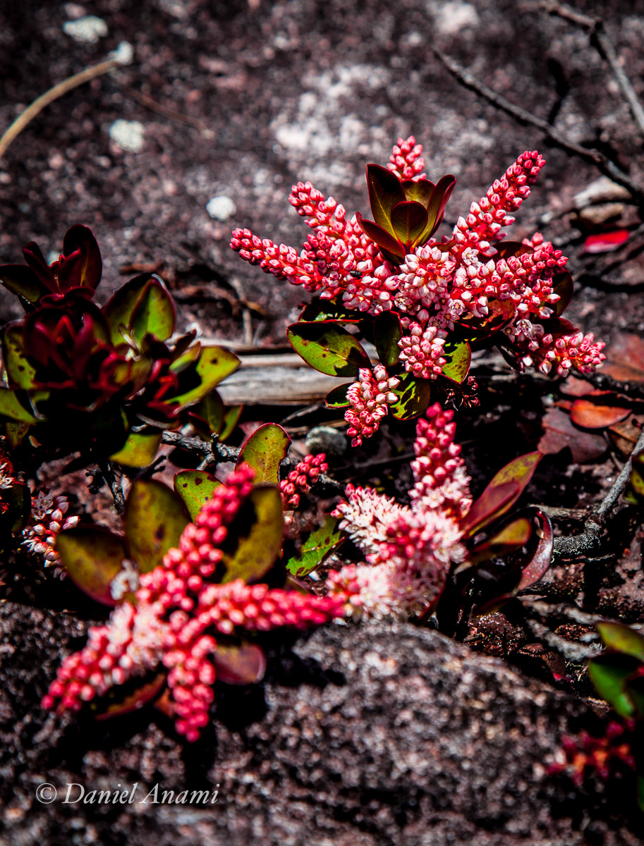 Na terra? No mar? Flores estreladas. Monte Roraima. 16/03/2016 Foto Daniel Anami.