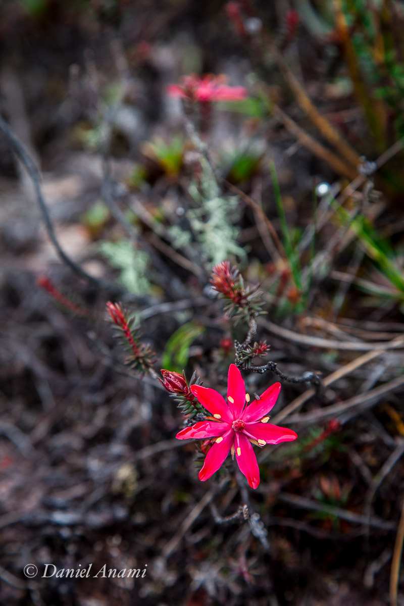 O minúsculo maracujá fúcsia. Monte Roraima, 16/03/2016. Foto Daniel Anami.