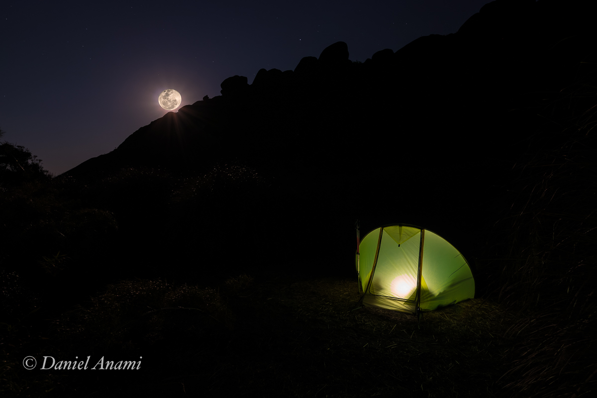 Tico-tico, Itaguaré, Cruzeiro, São Paulo, 17/08/2024. Foto Daniel Anami.