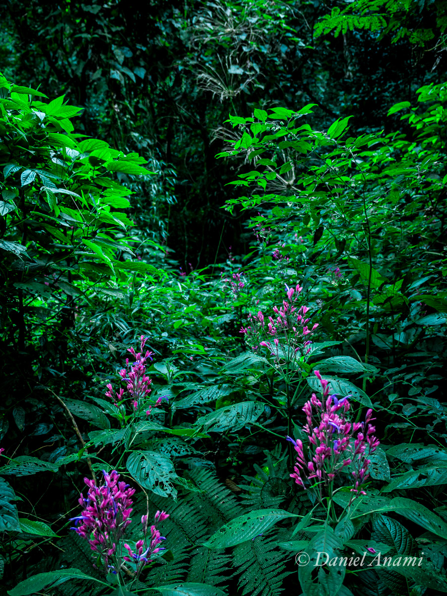 Florisbelas na trilha do Queixo D'Anta, São Francisco Xavier, 28/06/14. Foto Daniel Anami.