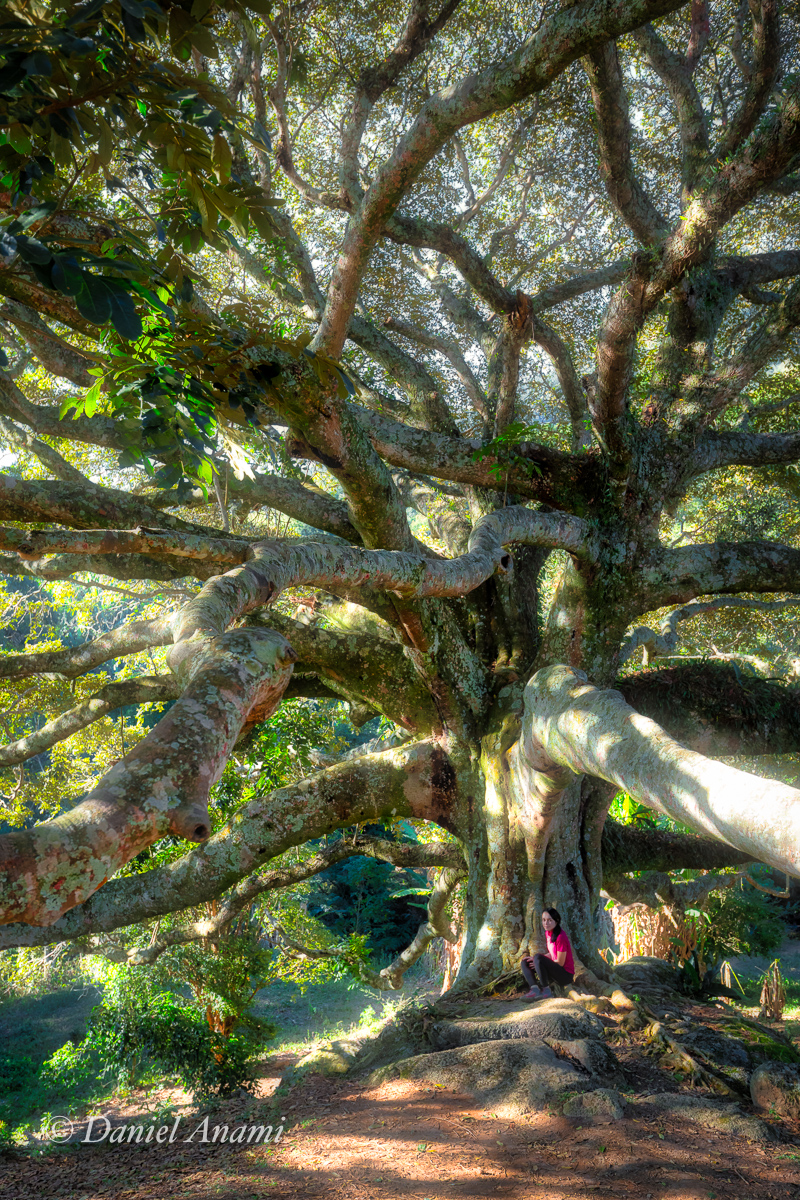 Tentáculos vegetais. Estrada da Toca do Lobo, Serra Fina, 17/06/2017. Foto Daniel Anami.