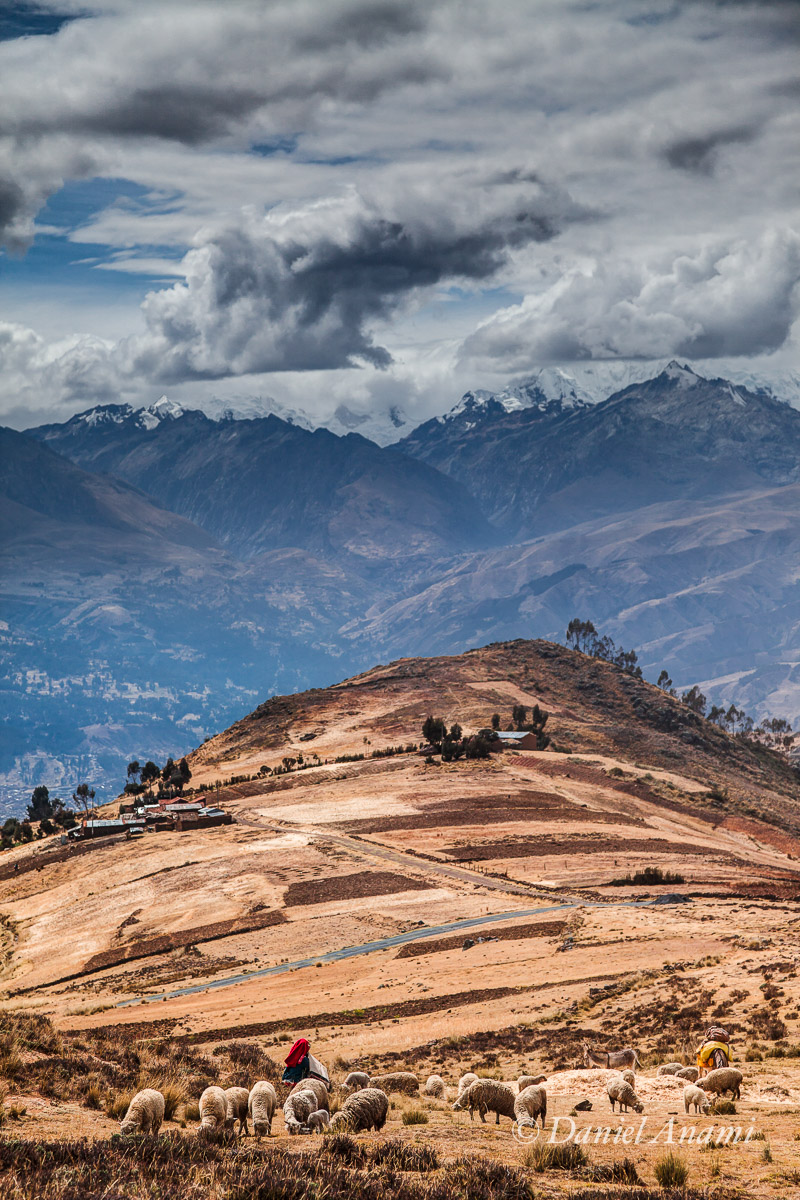 A descida acompanha o ritmo do pastoreio local na Cordillera Negra (Cordillera Blanca no segundo plano) 15/08/13. Foto Daniel Anami.