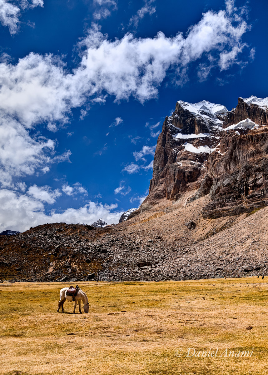 Pastando na Quebrada Cuyoc, ao fundo os Puscanturpas, 23/08/13. Foto Daniel Anami.