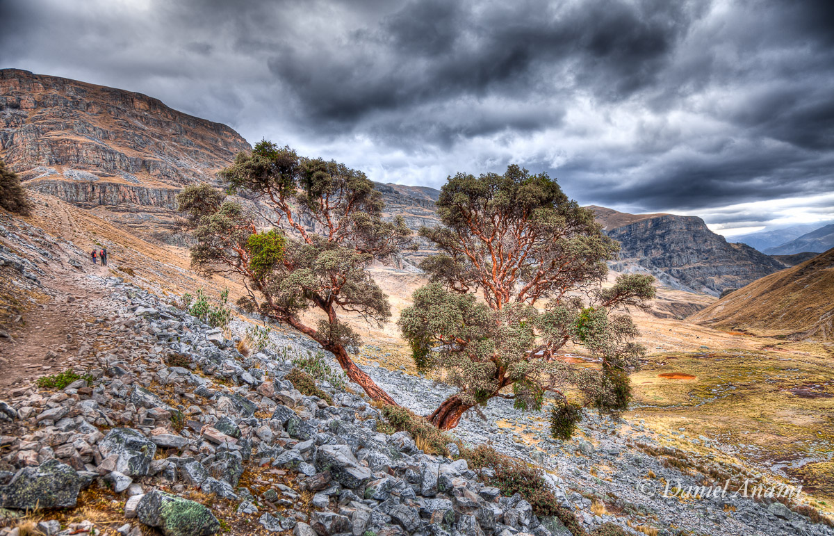 'V' de árVore. Quebrada Angocancha, 25/08/13. Foto Daniel Anami.