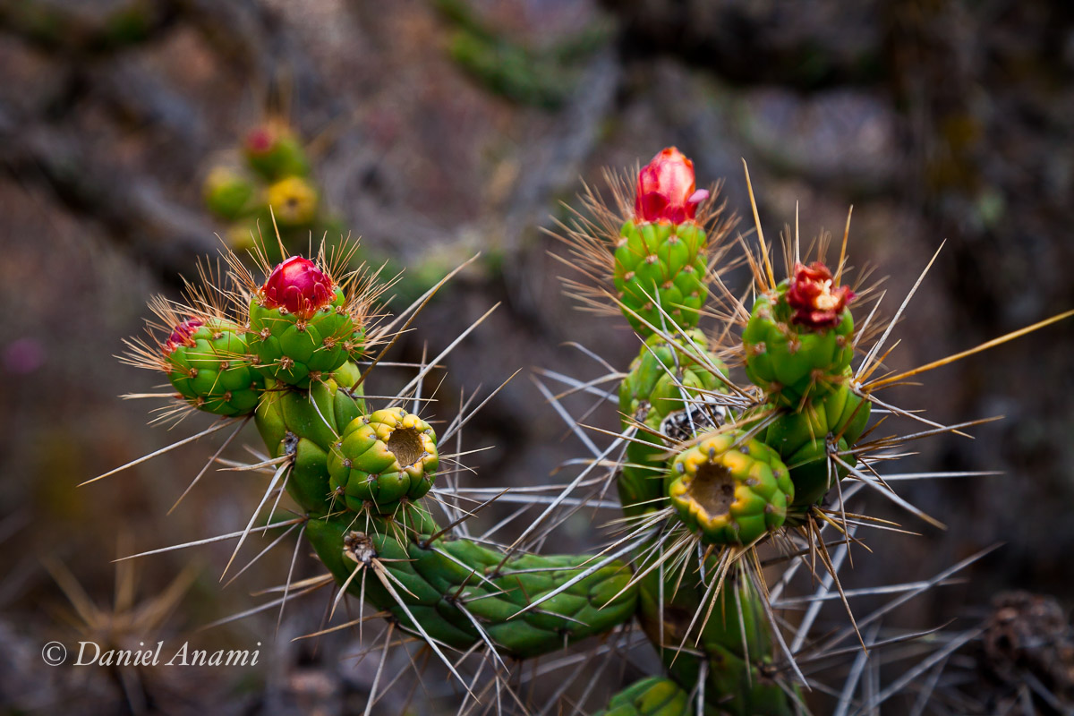 Acupuntura... Trilha para Llamac, 27/08/13. Foto Daniel Anami.
