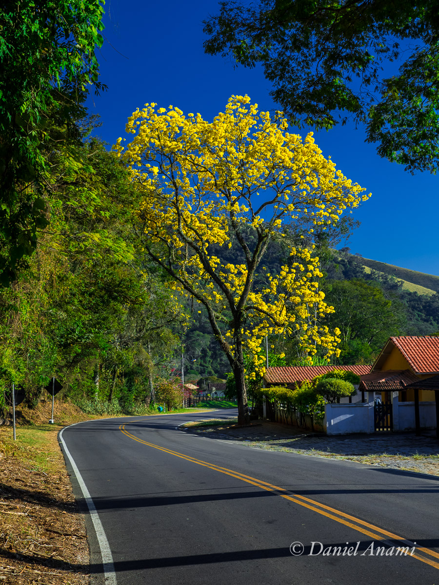 Ipê amarelo escandaliza rodovia! Rodovia BR-354. Itamonte. 08/08/2015 Foto Daniel Anami.