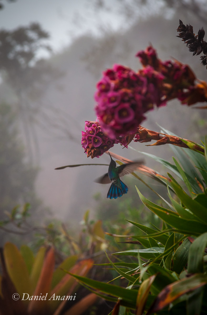 Momento efêmero! No dia 15/03/216 um beija-a-flor beija a flor! Foto Daniel Anami.
