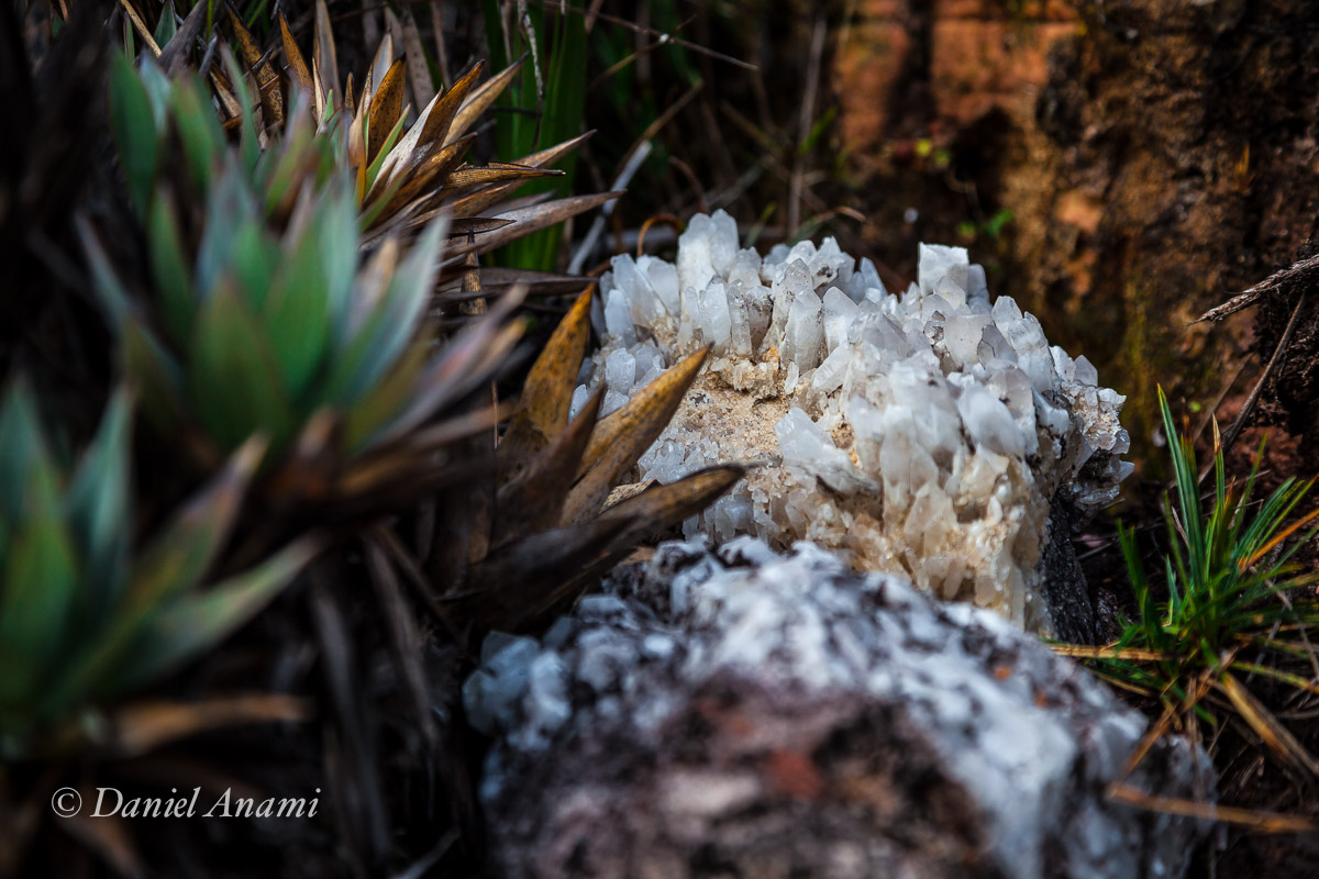 Da areia aos cristais... preciosidades do tepui. 15/03/2016. Foto Daniel Anami.