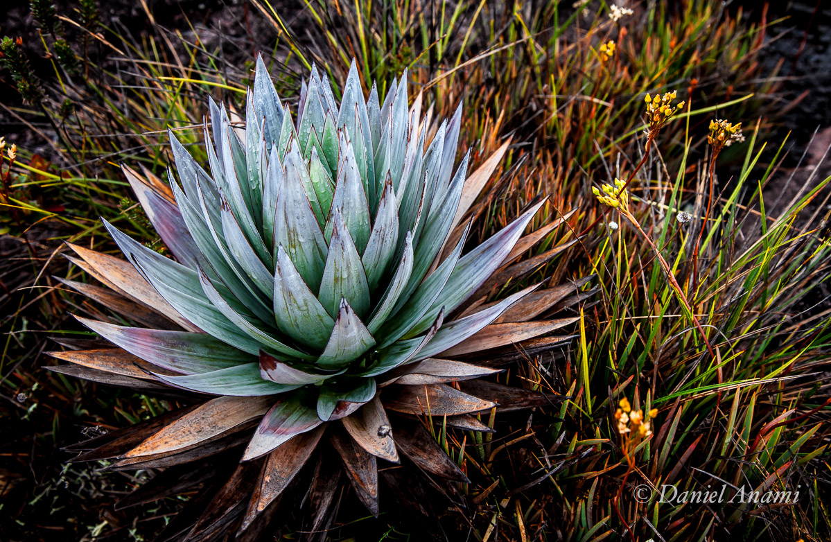Planta de montanha com o resto da chuva de ontem. 17/03/2016. Foto Daniel Anami.