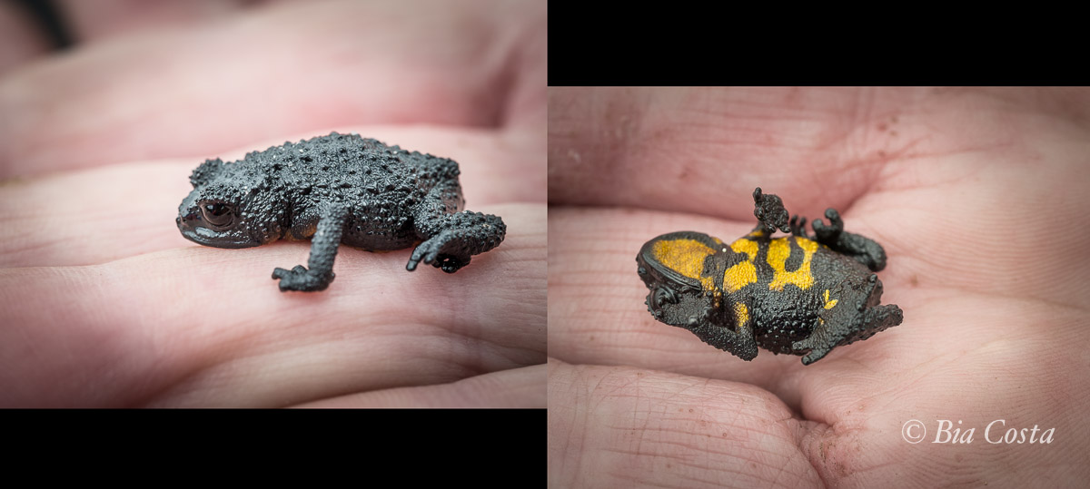 O sapinho pré-histórico do Roraima. Apavorado por ter sido capturado por um animal não jurássico! Foto Bia Costa. 16/03/2016.