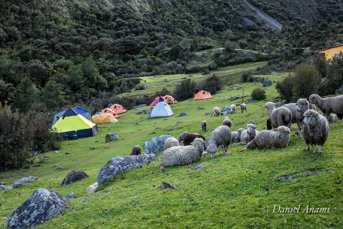 Não é um pouco cedo para contar carneirinhos? Cordillera Blanca / Cachinapampa (3.710m) - 06/07/17: 3º acampamento. Foto Daniel Anami.